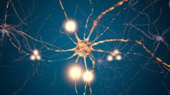 Comment agit un antidépresseur - Les neurones