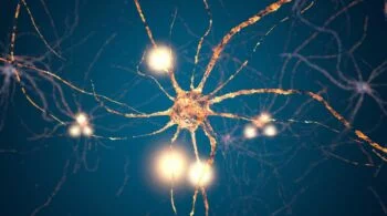 Comment agit un antidépresseur - Les neurones