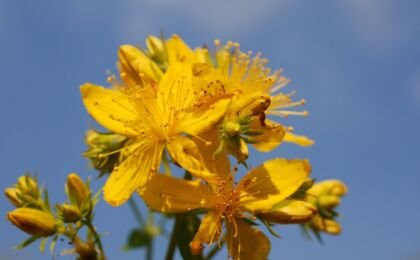 Millepertuis et dépression : un remède naturel pour le bien-être mental